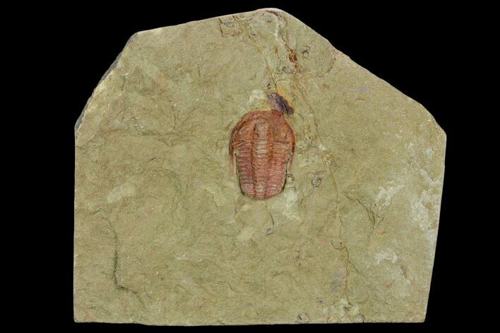 Ordovician Trilobite (Euloma) - Zagora, Morocco #120145